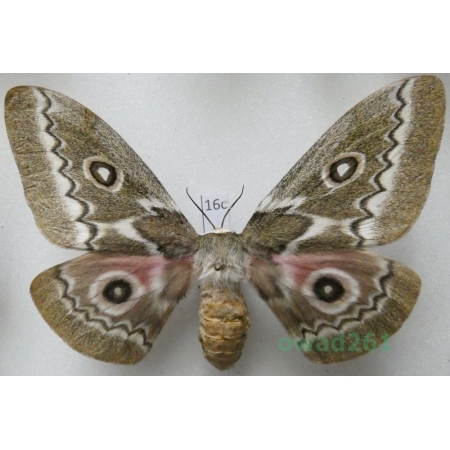 Gonimbrasia tyrrhea (Cramer, 1775) female ex. ovo South Africa 94mm16c